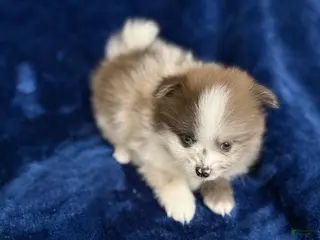 Pomeranian dogs Rusty - Ad 39