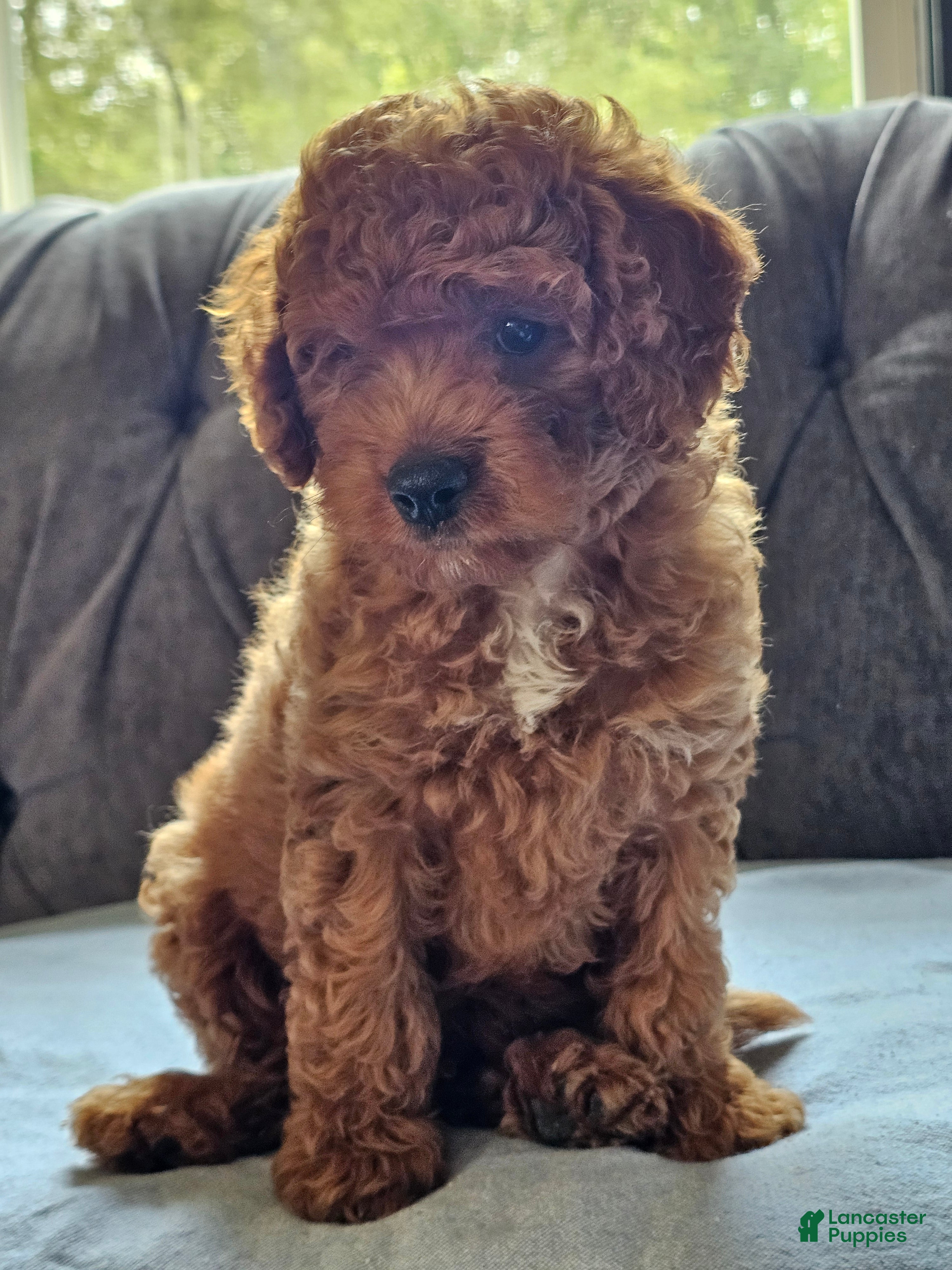 Cavapoo dogs Indigo - Ad 2