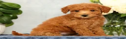 Mini Goldendoodle dogs for sale: Olive - Ad 5