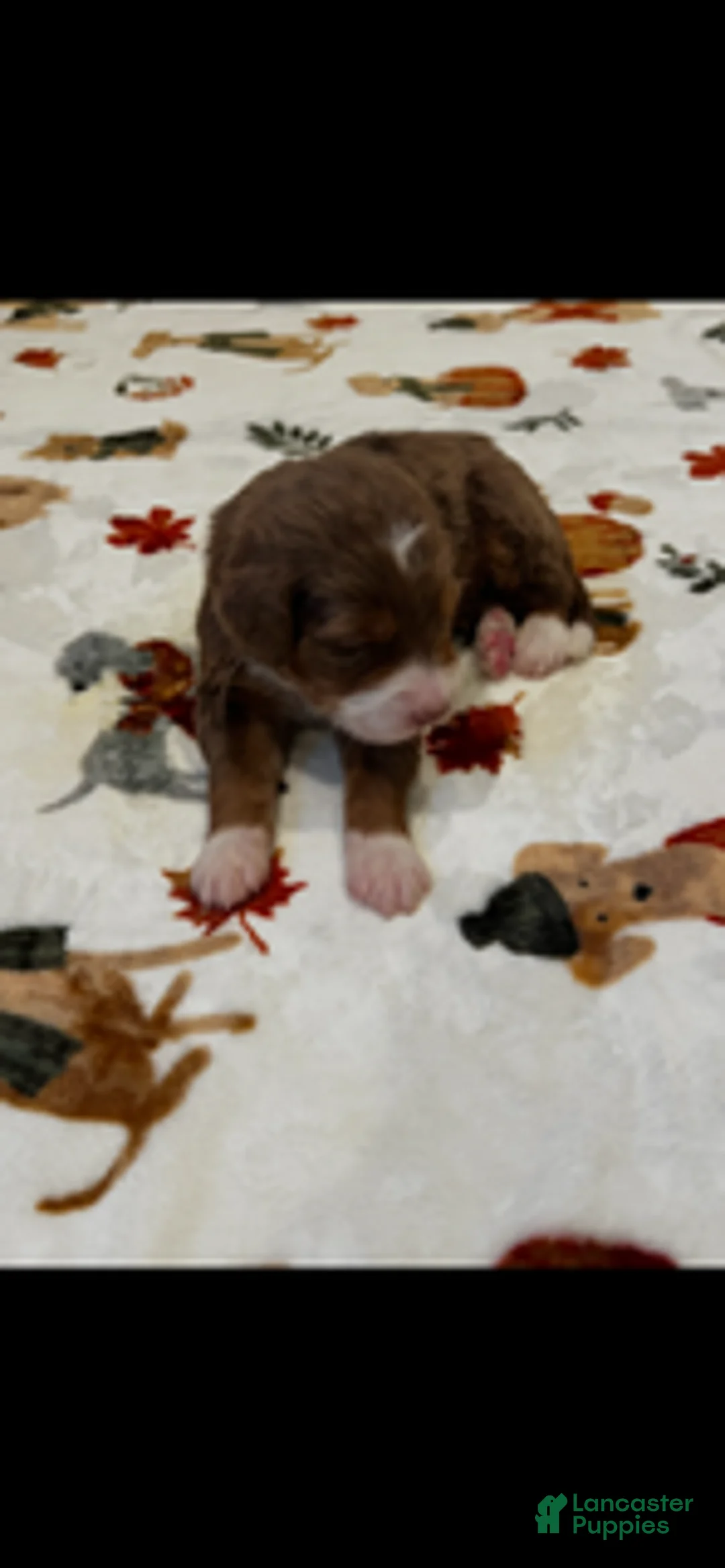 Bernedoodle dogs for sale: Chocolate Hershey (Grey) - Ad 2