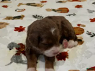 Bernedoodle dogs Chocolate Hershey (Grey) - Ad 2