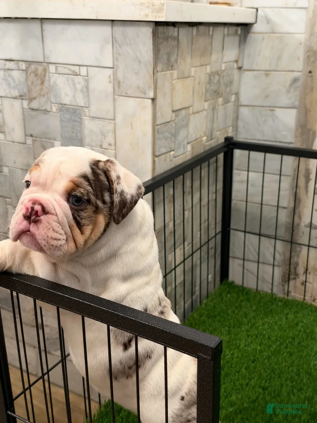 French Bulldog dogs for sale: English bull dog 3 - Ad 2