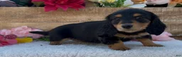 Miniature Dachshund dogs for sale: Miniature Dachshund Puppy 1 - Ad 2