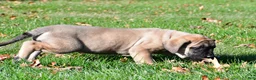 English Mastiff dogs for sale: Luna - Ad 9