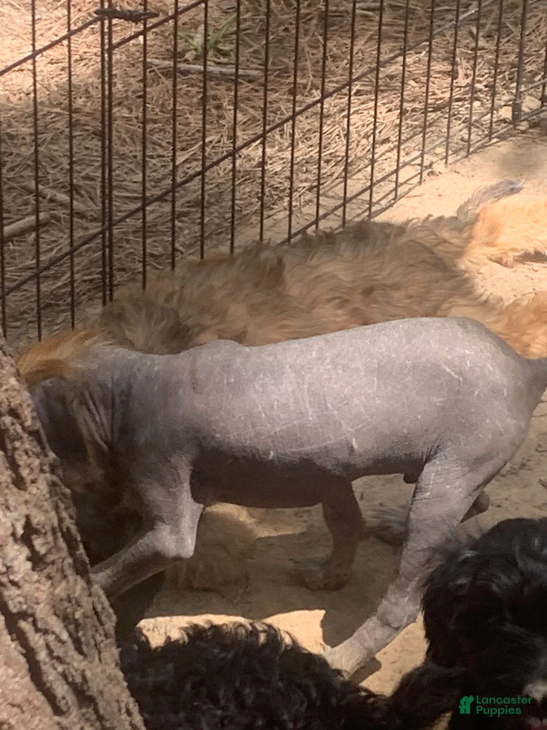 Chinese Crested dogs for sale: Chinese Crested Puppy 2 - Ad 1