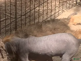 Chinese Crested dogs Chinese Crested Puppy 2 - Ad 1