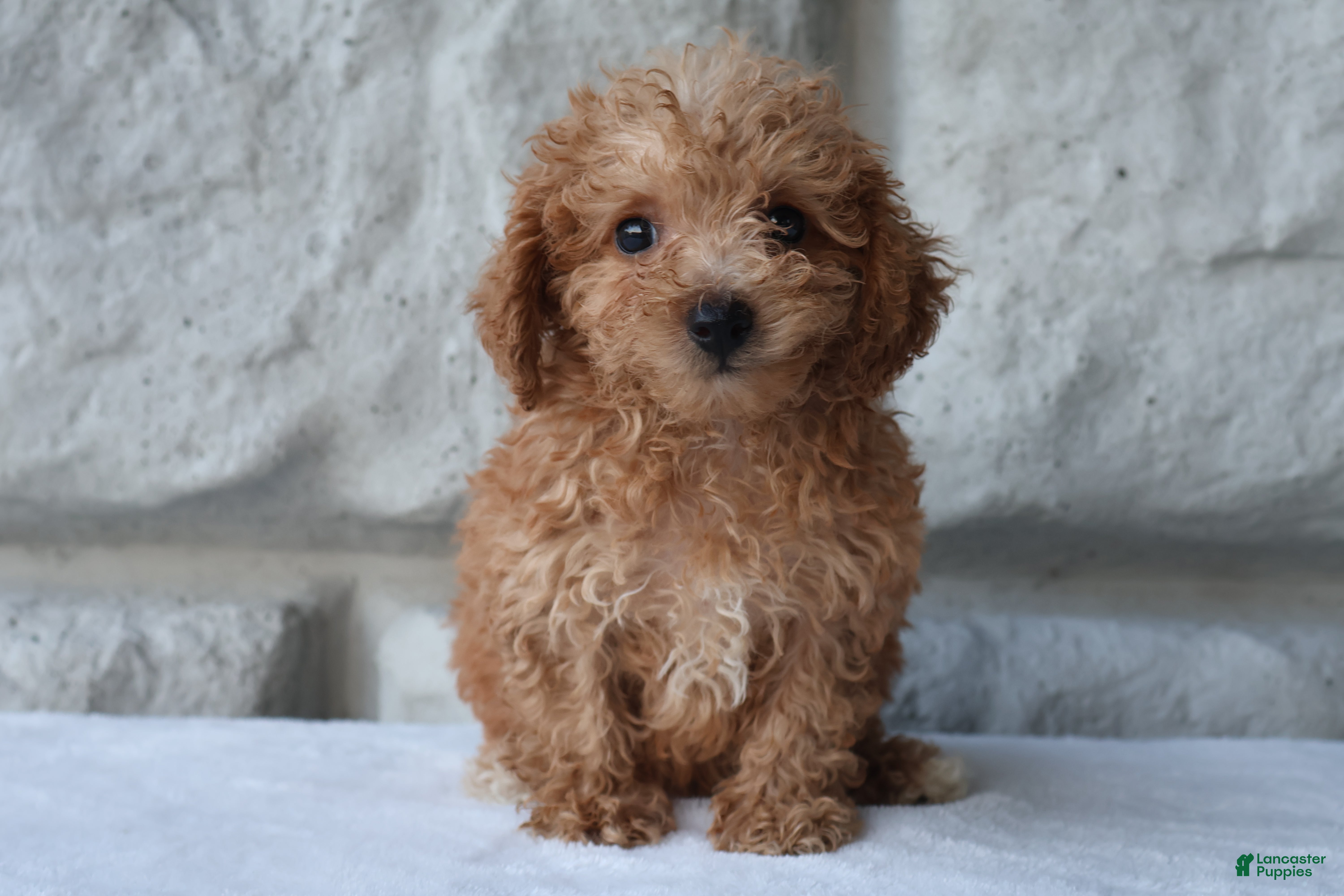 Bichpoo dogs Misty - Ad 2