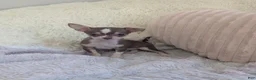 Chihuahua dogs for sale: Tiny  - Ad 2