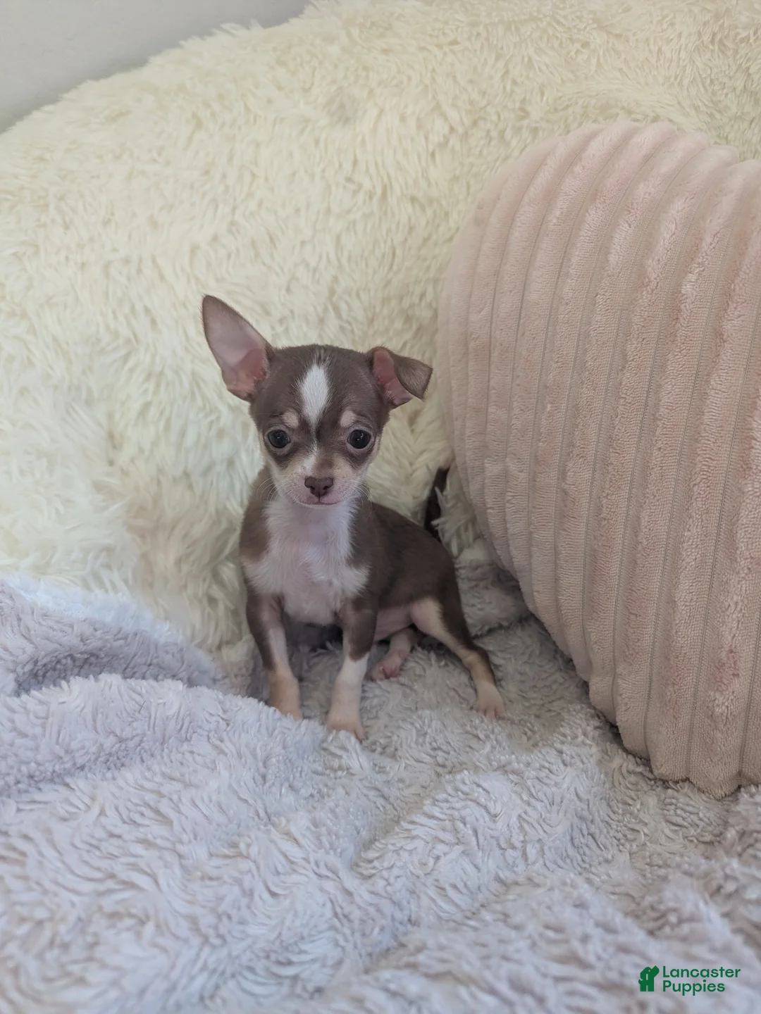 Chihuahua dogs for sale: Tiny  - Ad 2