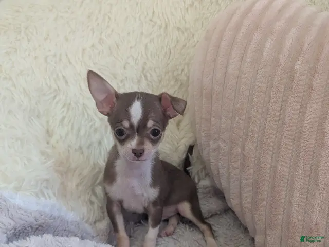 Chihuahua dogs for sale: Tiny - Ad 2