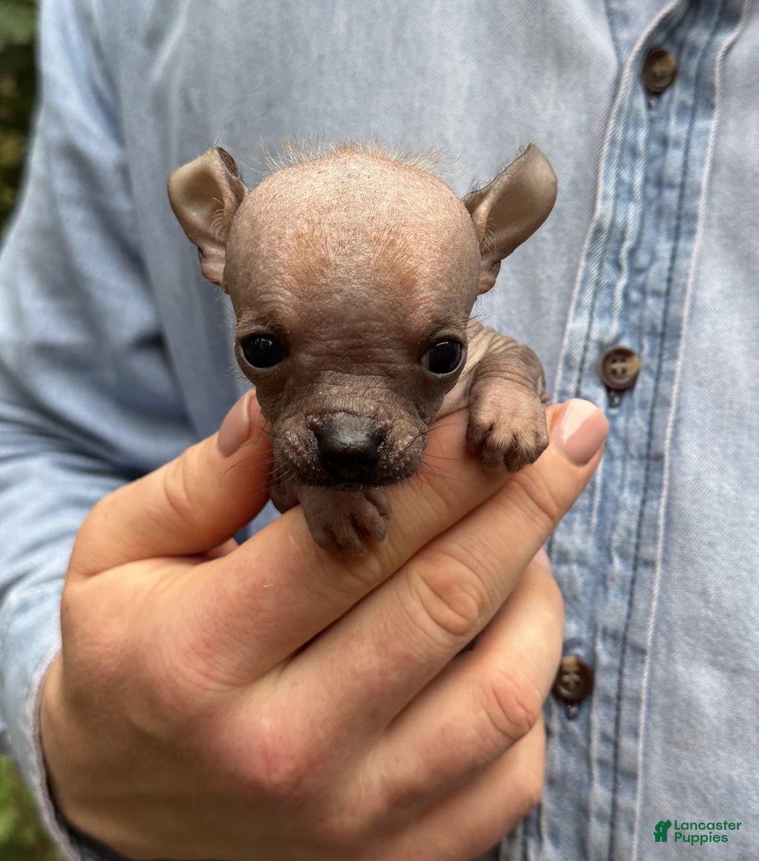 Mixed Breed dogs for sale: Cleopatra  - Ad 58