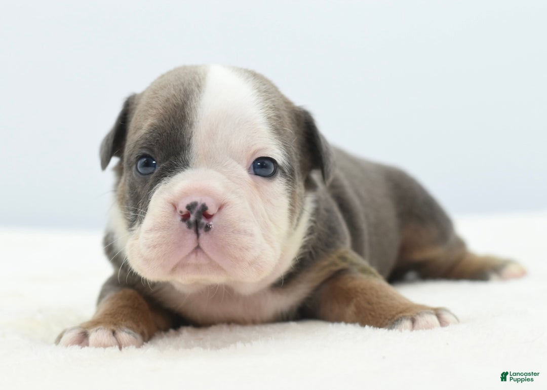 Mixed Breed dogs for sale: Savanna Tiny mini bulldog  - Ad 20