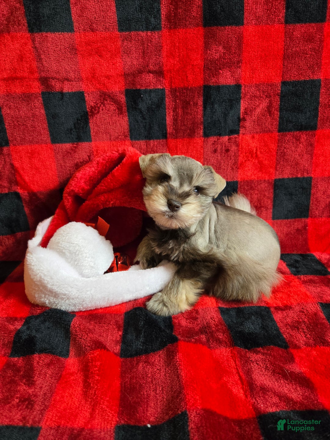 Miniature Schnauzer dogs for sale: Mary - Ad 2