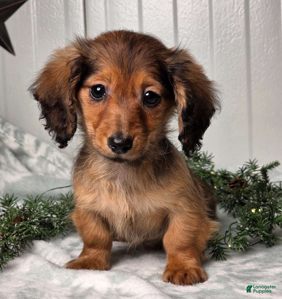 Miniature Dachshund dogs for sale: Darling  - Ad 7