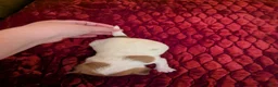 Chihuahua dogs for sale: Davi - Ad 3