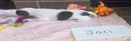 Wire Fox Terrier dogs for sale: (Jaci)  Wire Fox Terrier 2 - Ad 4