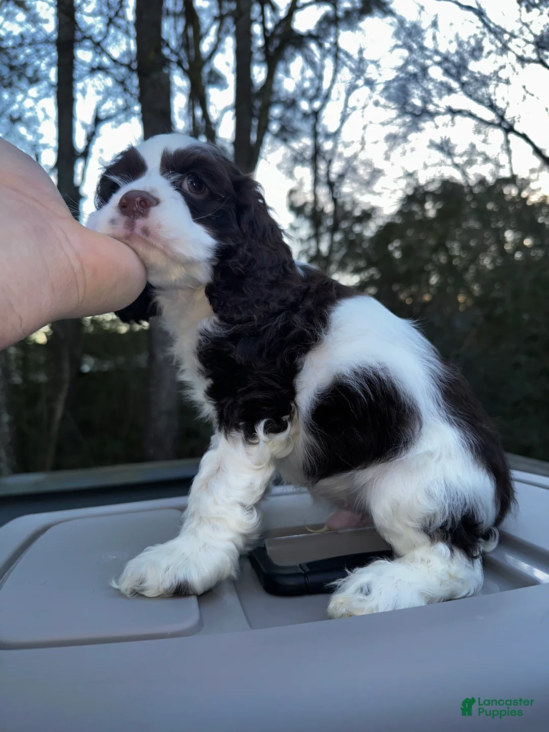 Cocker Spaniel dogs for sale: Cowboy  - Ad 3