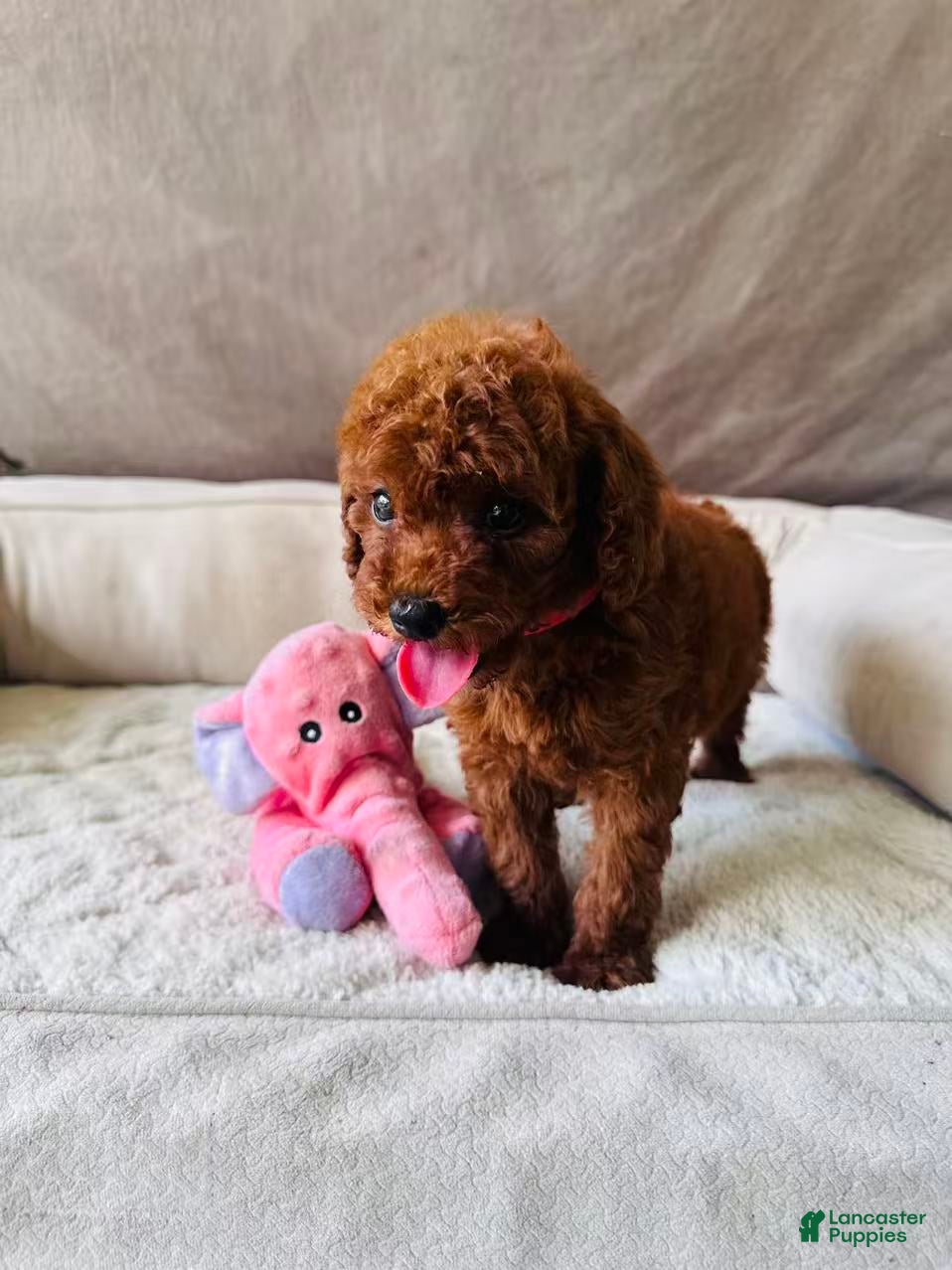 Mini Goldendoodle dogs for sale: Mia - Ad 1