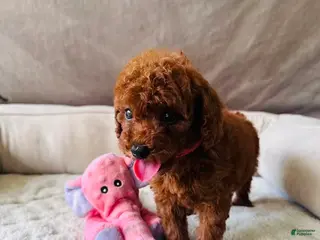 Mini Goldendoodle dogs for sale: Mia - Ad 3