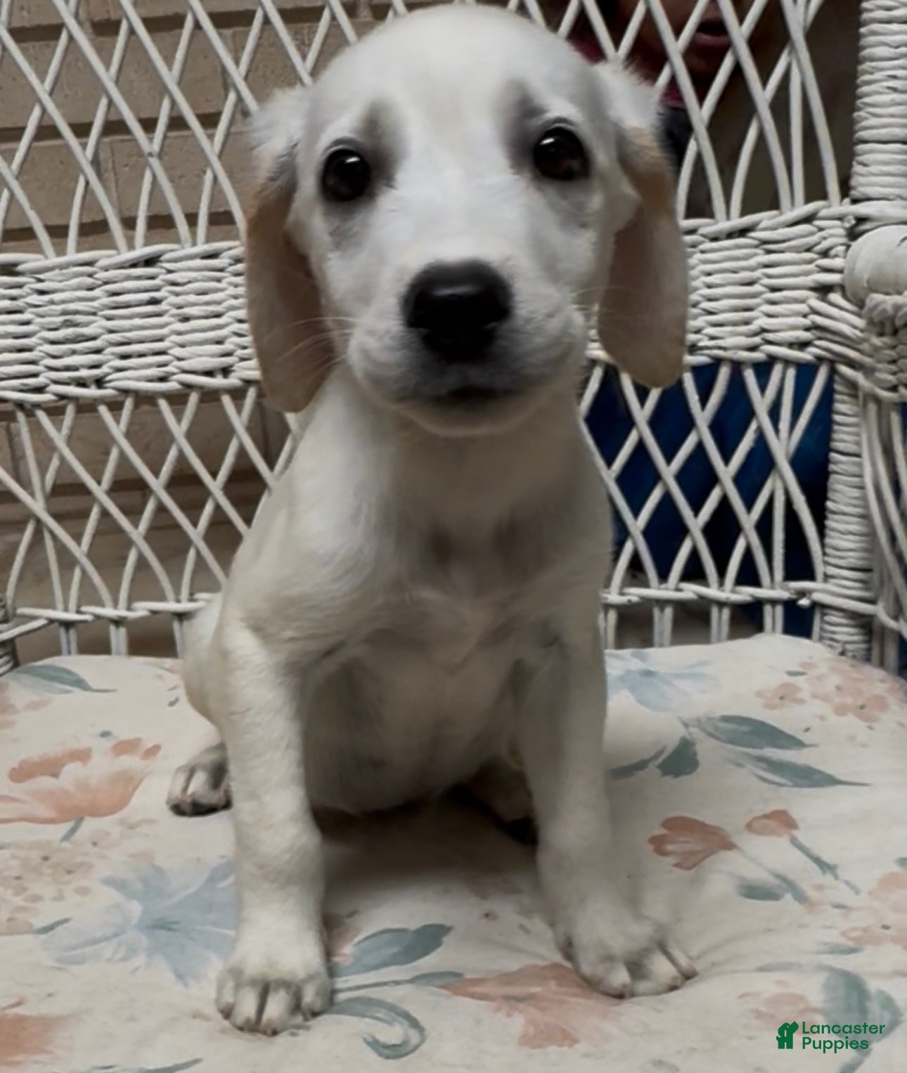 Labrador Retriever dogs for sale: Labrador Retriever Jackie - Ad 17
