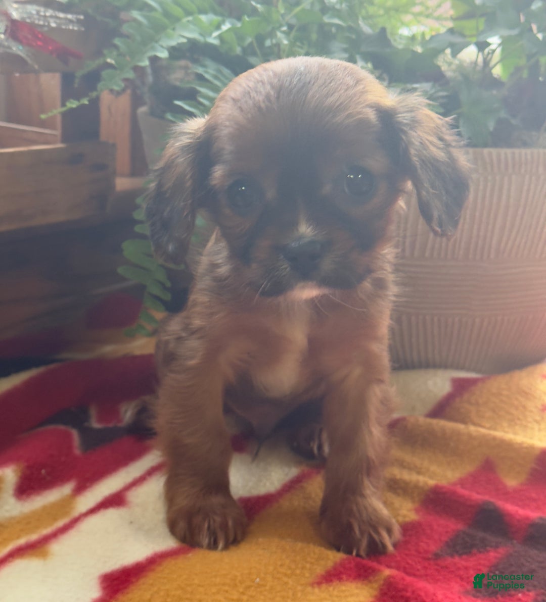 Mixed Breed dogs for sale: Shep - Ad 11