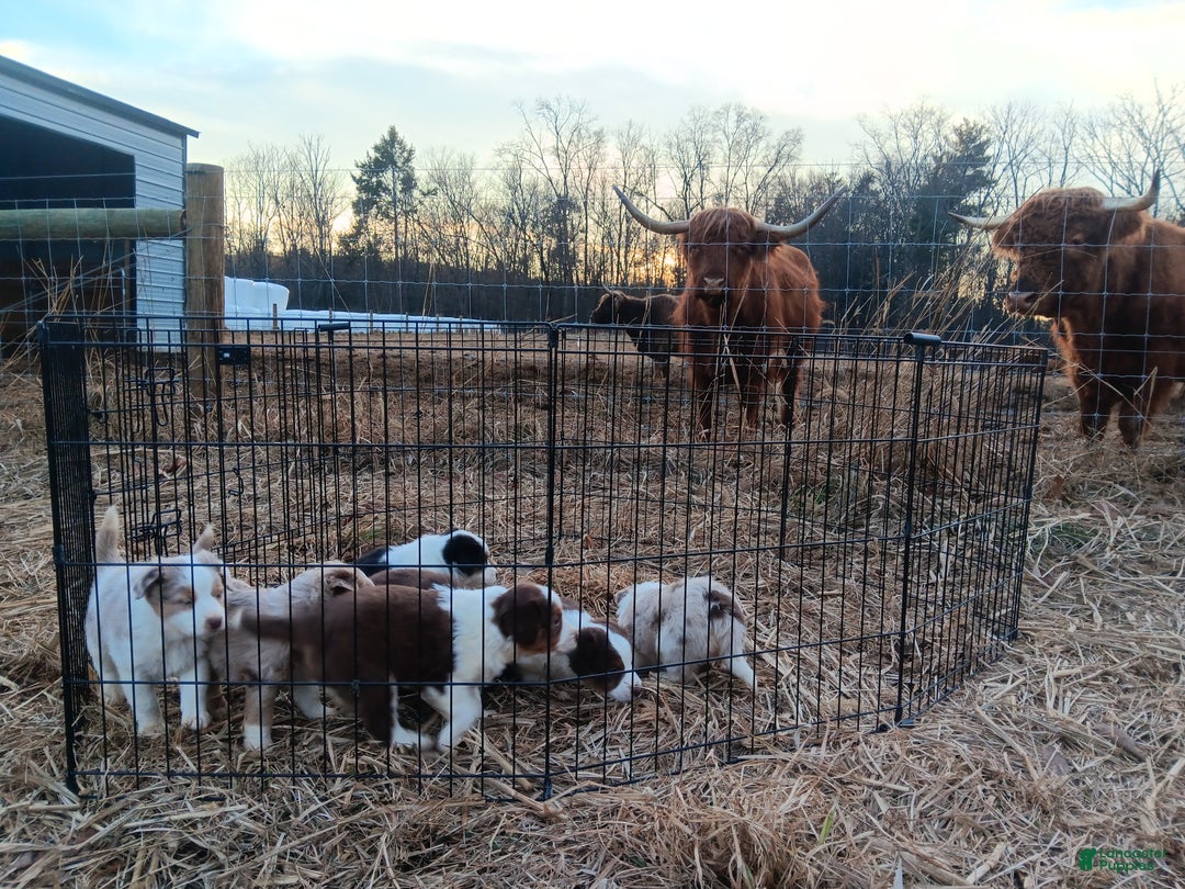 Australian Shepherd dogs for sale: Butterscotch - Ad 9