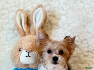 Yorkshire Terrier dogs - Ad 5