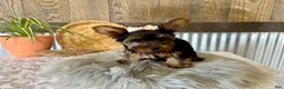 Yorkshire Terrier dogs for sale: Molly - Ad 3