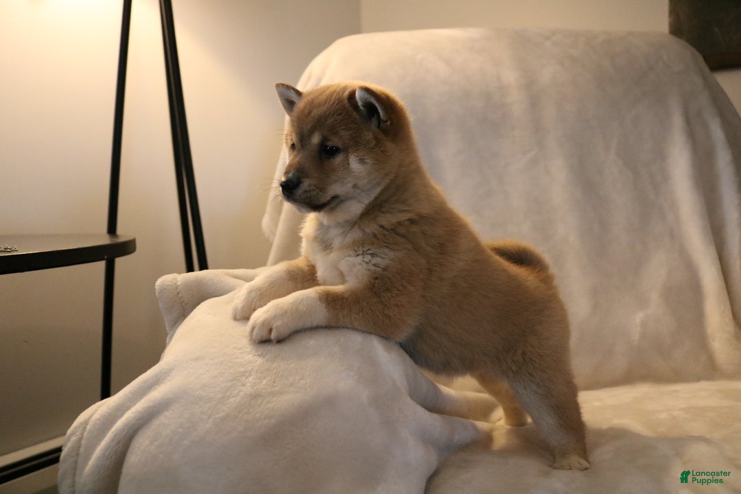 Shiba Inu dogs for sale: Shadow - Ad 10