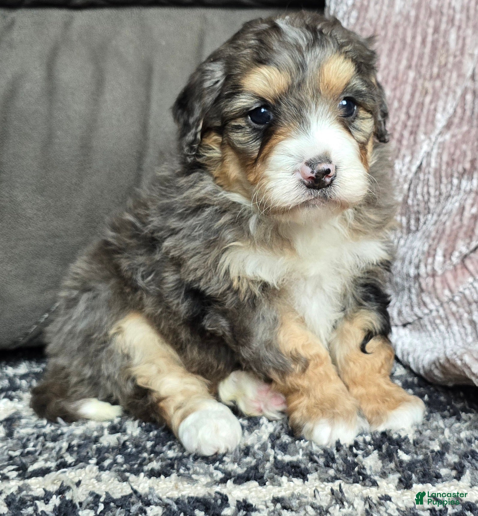 Mini Bernedoodle dogs Mini Bella - Ad 15