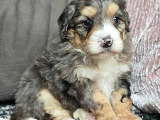 Mini Bernedoodle dogs Mini Bella - Ad 15