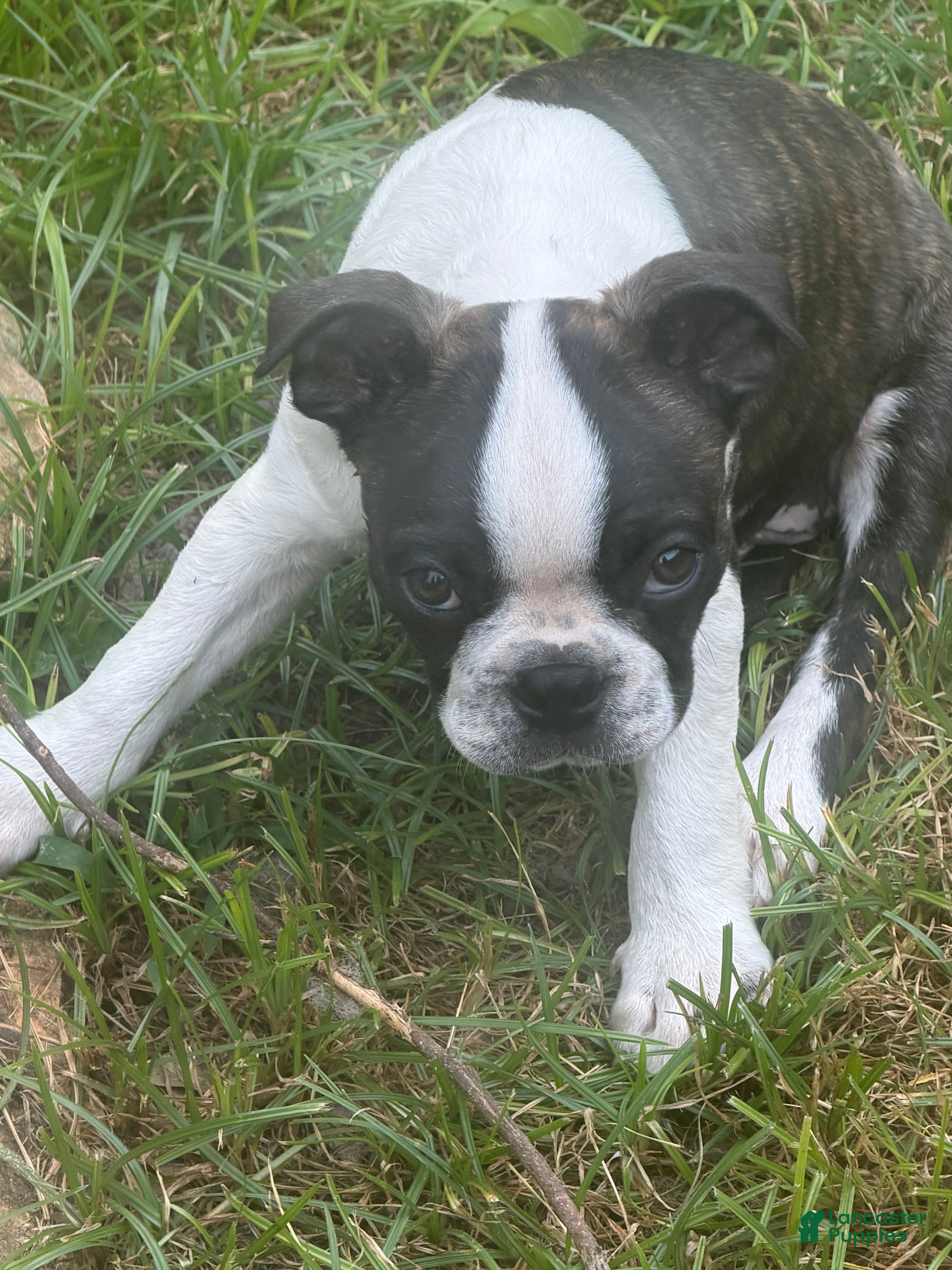 Boston Terrier dogs Bug - Ad 1