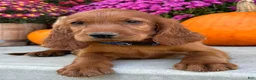 Irish Setter dogs for sale: Ralph - Ad 3
