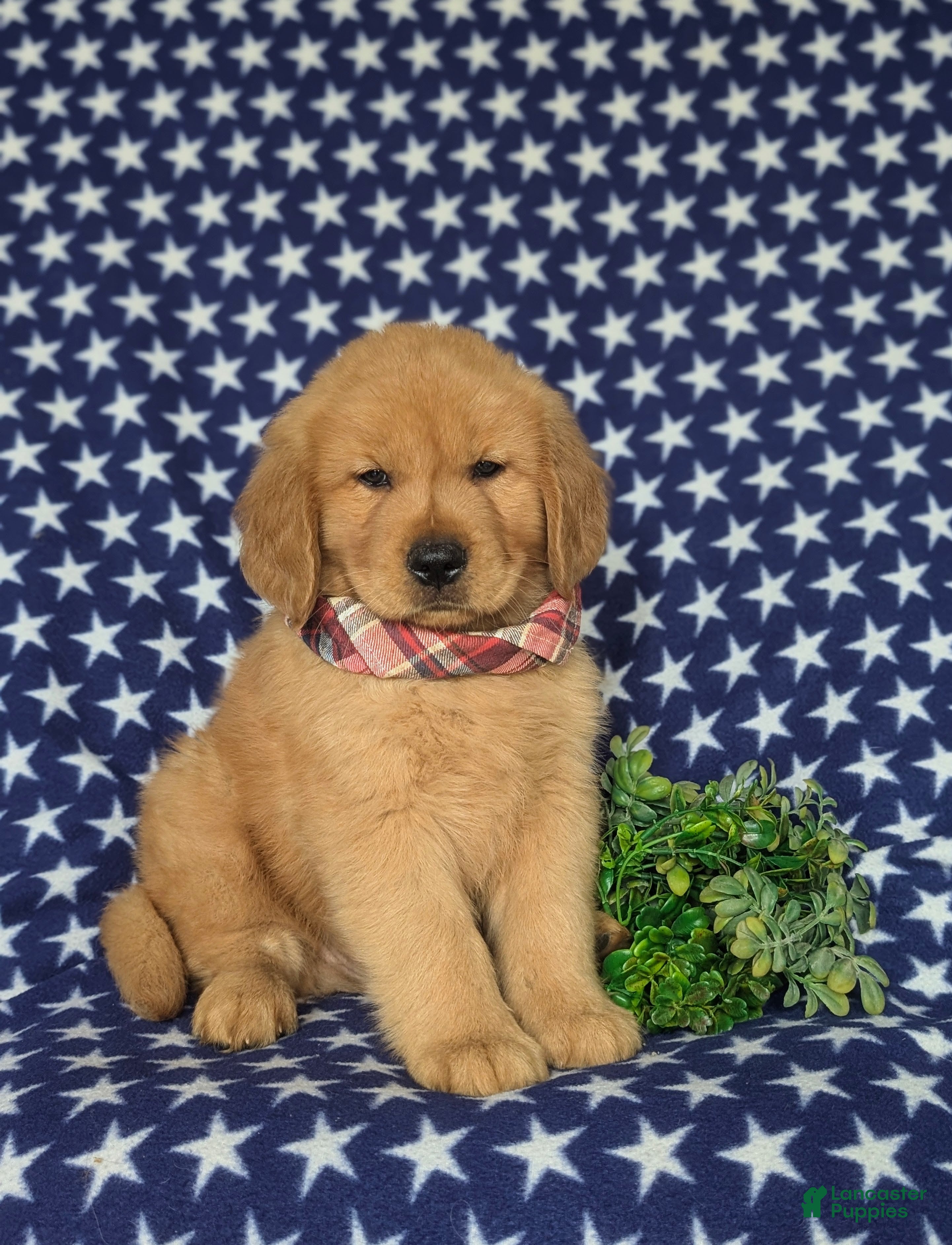 Golden Retriever dogs Roper - Ad 1