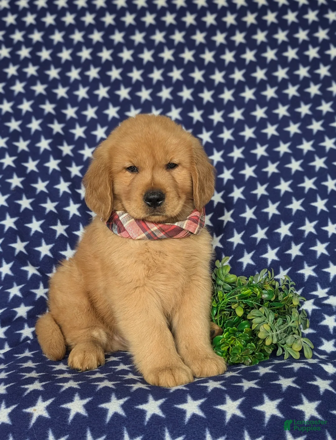Golden Retriever dogs for sale: Roper - Ad 1