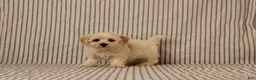Maltipoo dogs for sale: Justin - Ad 4