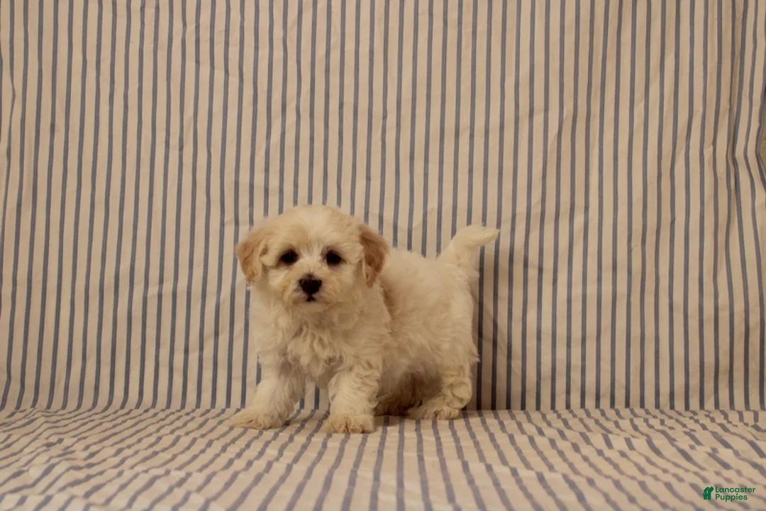 Maltipoo dogs for sale: Justin - Ad 4