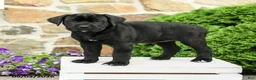 Cane Corso dogs for sale: Camilla - Ad 4