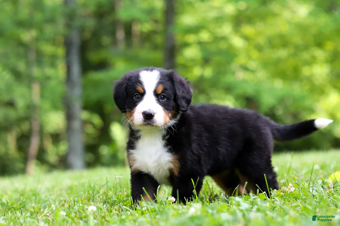 Bernese Mountain Dog dogs for sale: Amber - Ad 2