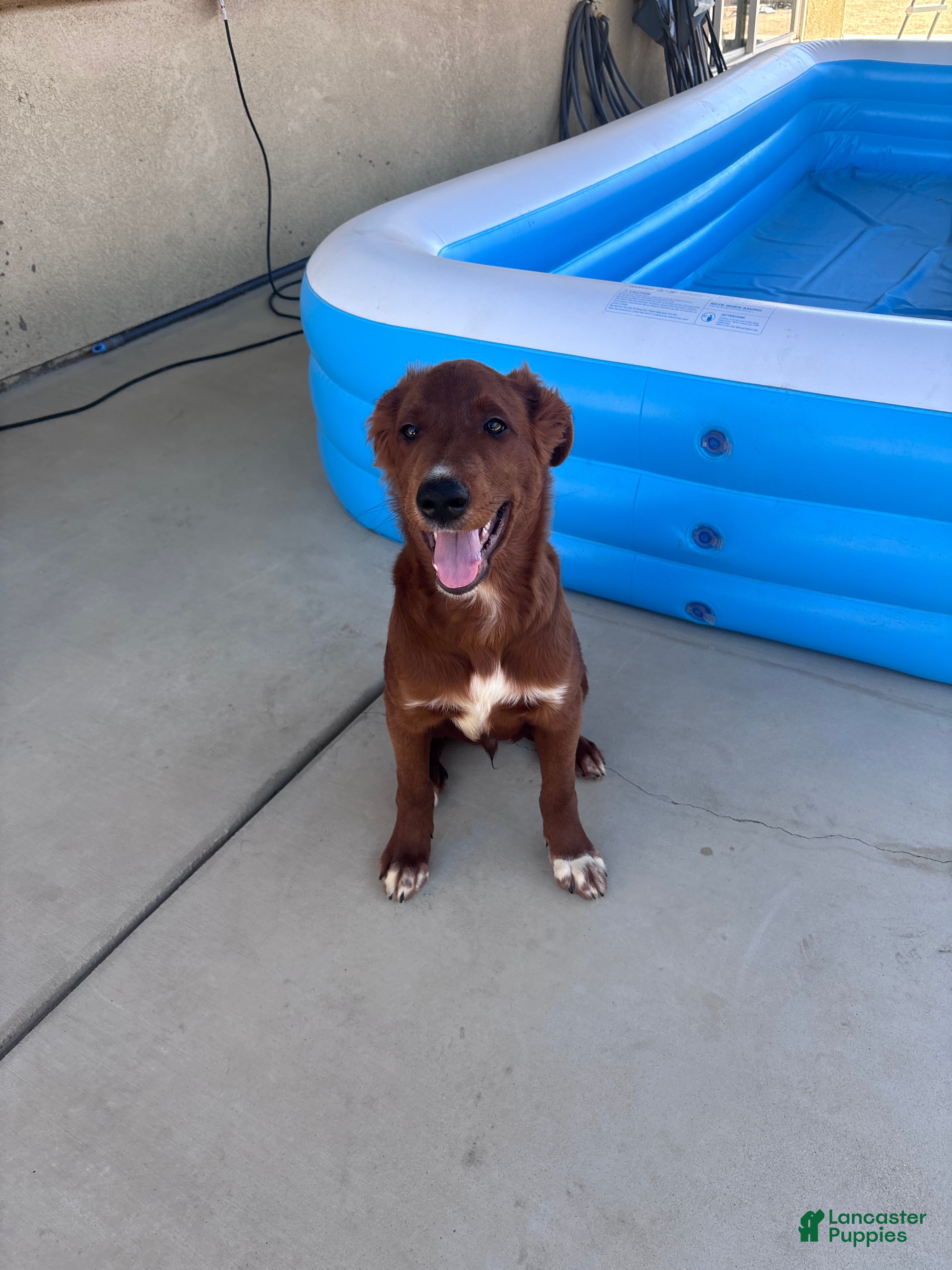 Mixed Breed dogs Biscuit  - Ad 1