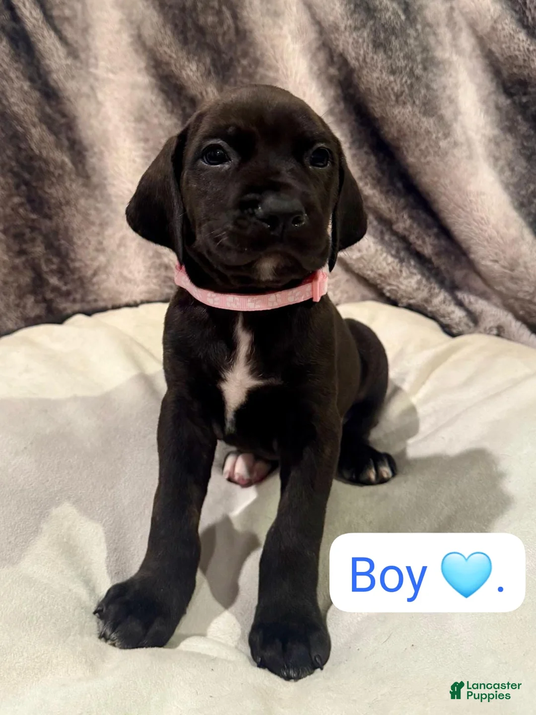 Mixed Breed dogs for sale: Pink - Ad 9