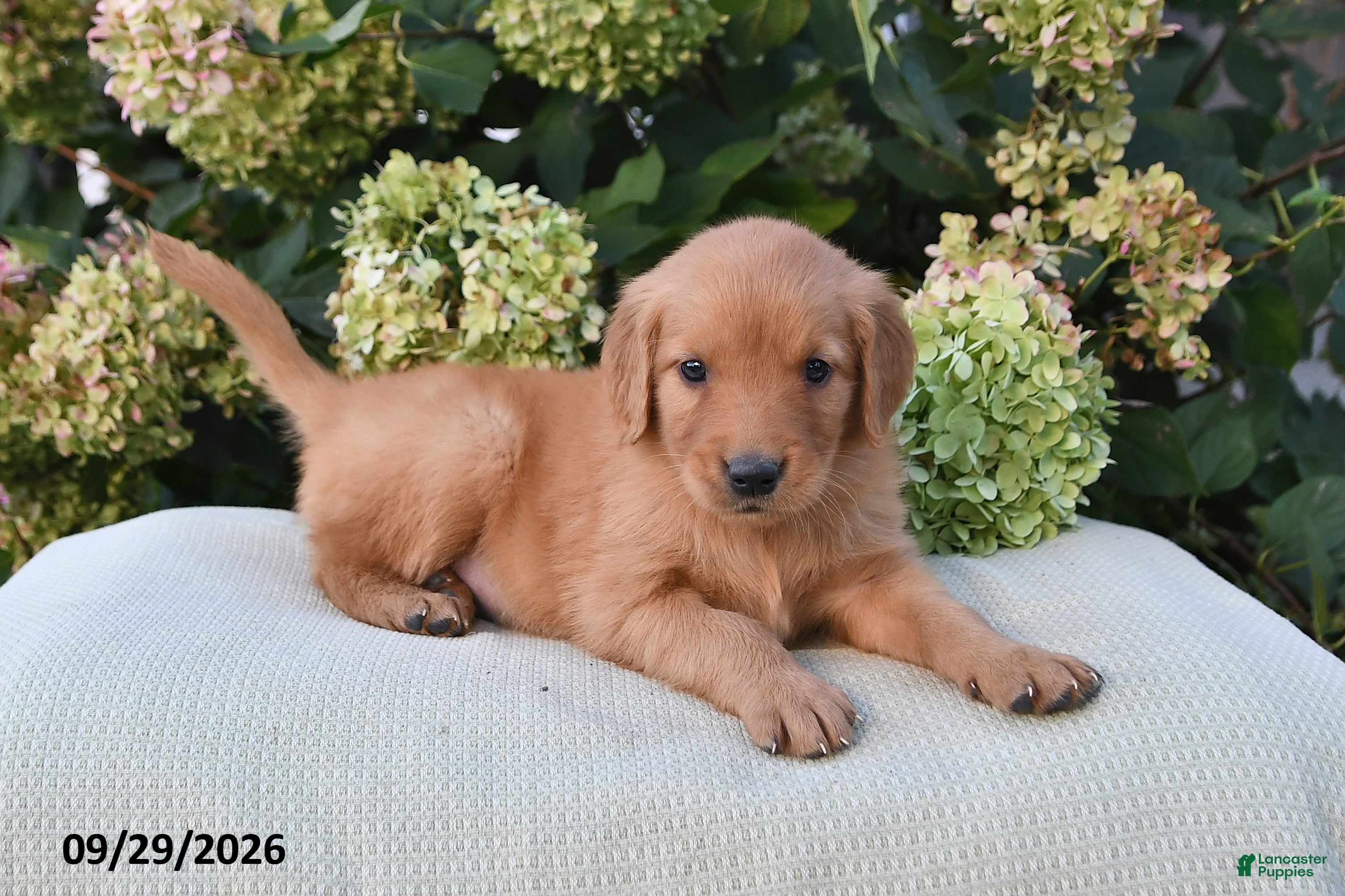 Golden Retriever dogs Tilly - Ad 1