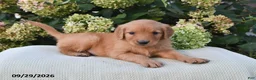Golden Retriever dogs for sale: Tilly - Ad 1