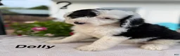 Sheepadoodle dogs for sale: Dolly - Ad 1