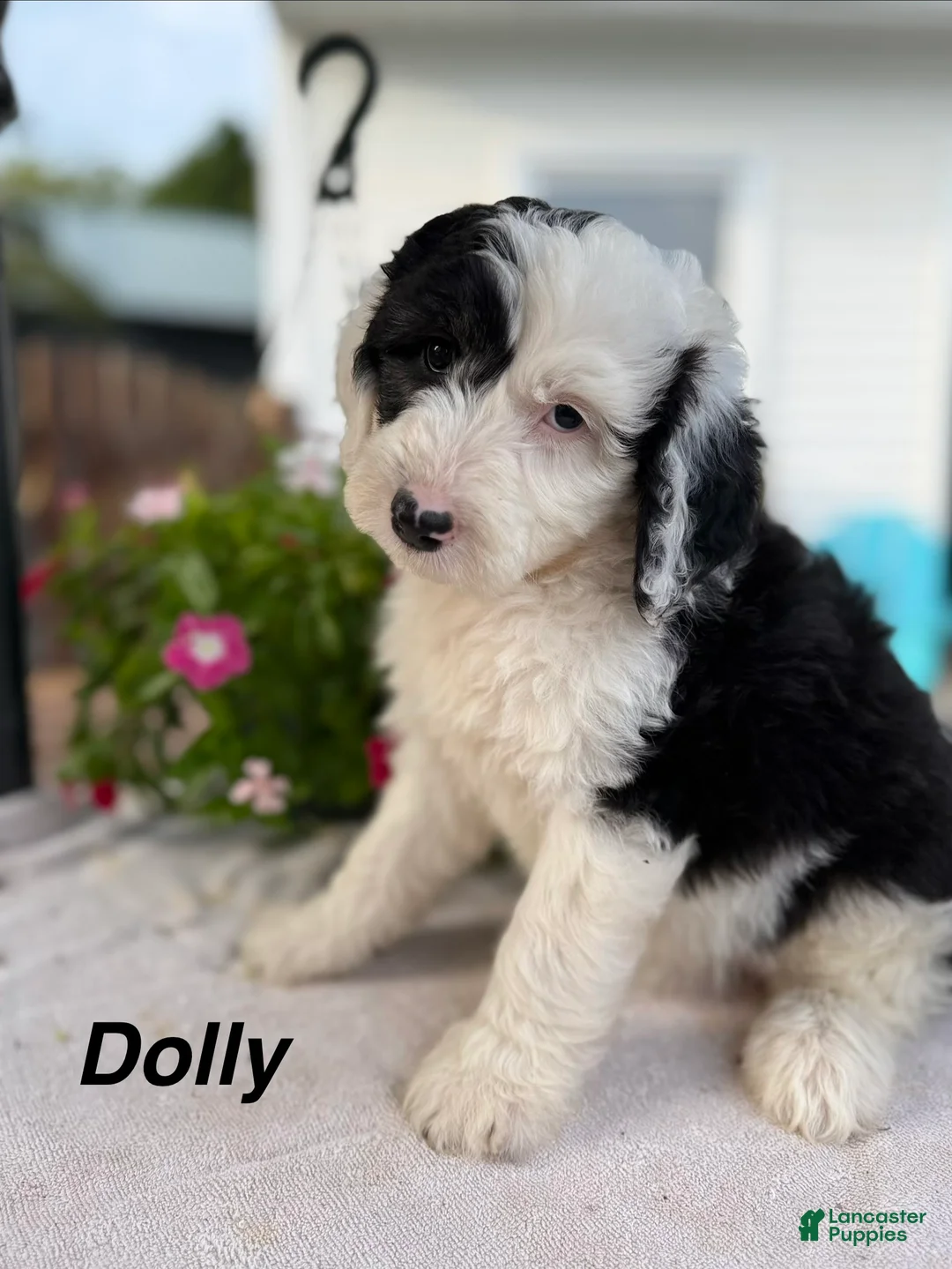 Sheepadoodle dogs for sale: Dolly - Ad 1