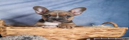 Frenchton dogs for sale: NEVA - Ad 11