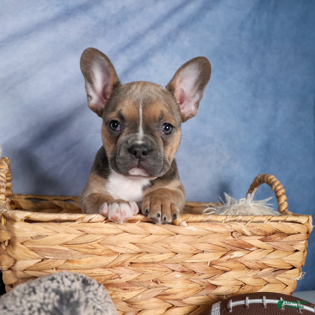Frenchton dogs for sale: NEVA - Ad 11
