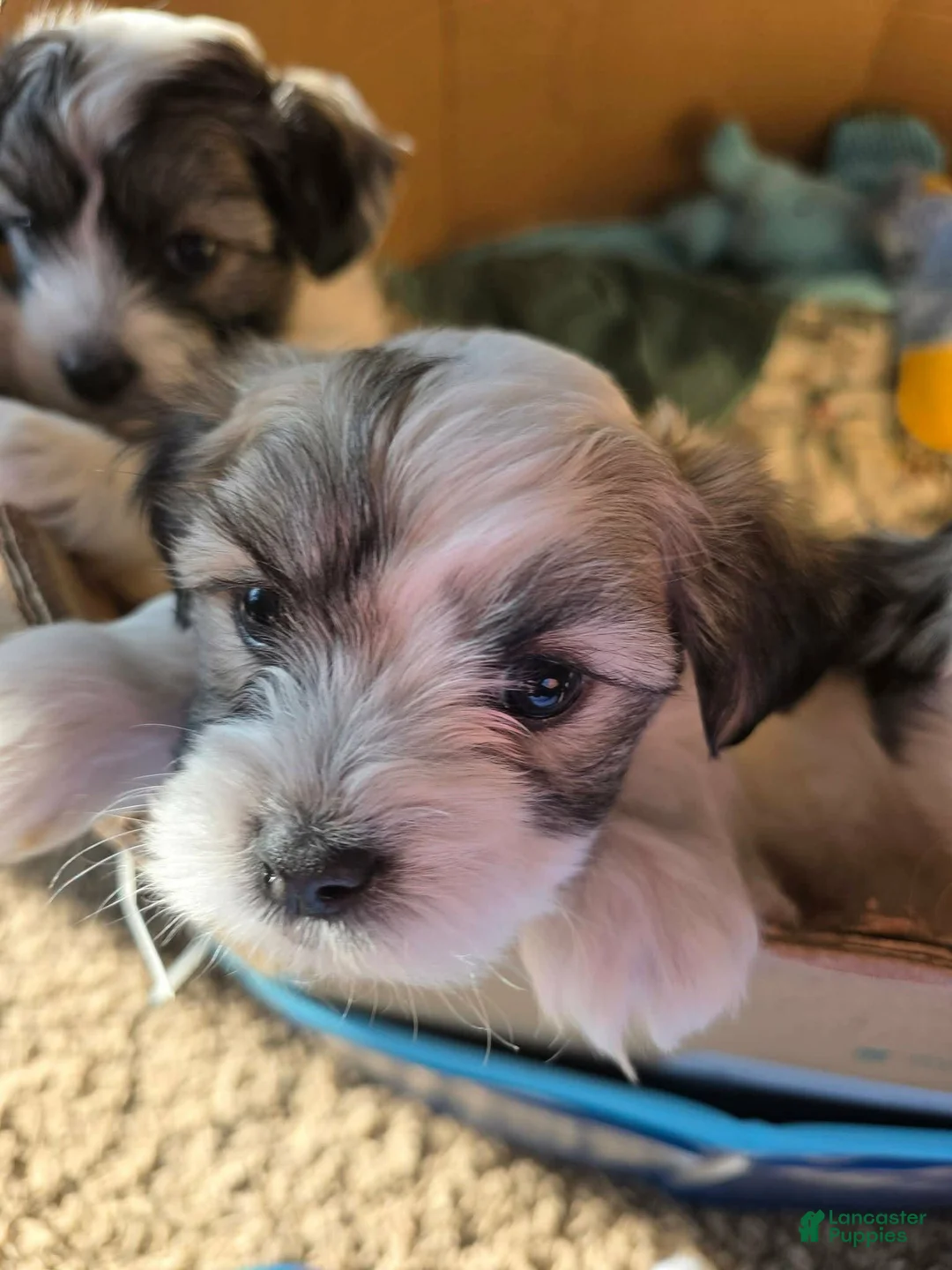 Coton De Tulear dogs for sale: Tobey - Ad 1