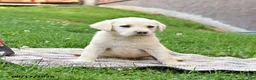 Labrador Retriever dogs for sale: Ginger - Ad 3