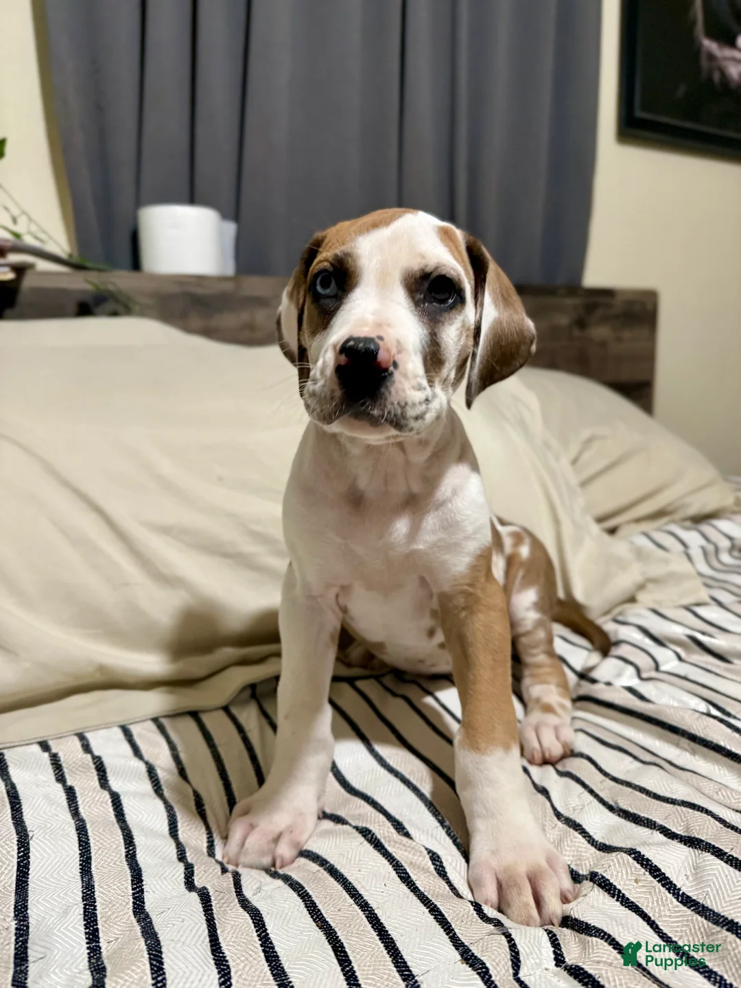 Great Dane dogs for sale: Fawnquin (Heavy Euro) - Ad 4